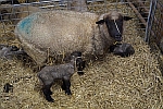 Tipps für die Geburt beim Schaf